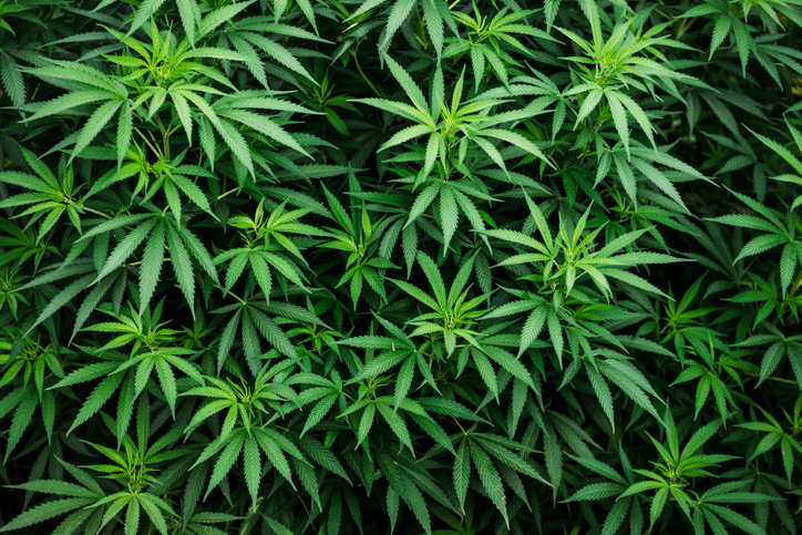 Cannabis plants CBD