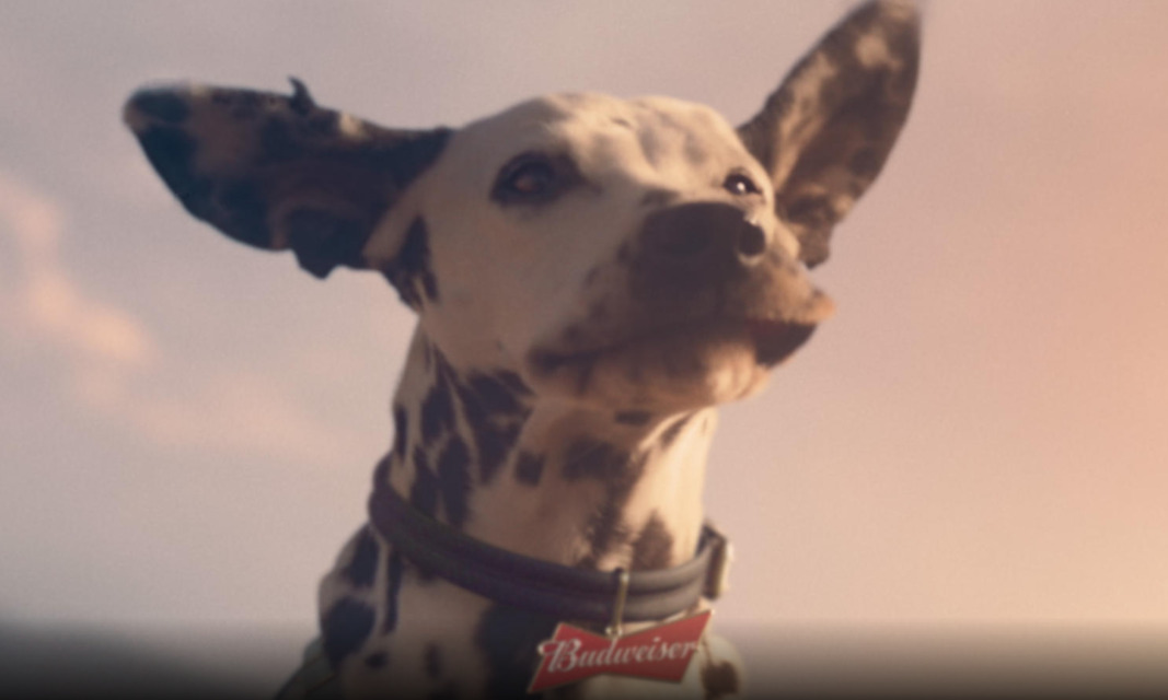 Budweiser dog commercial advert bob dylan sustainability