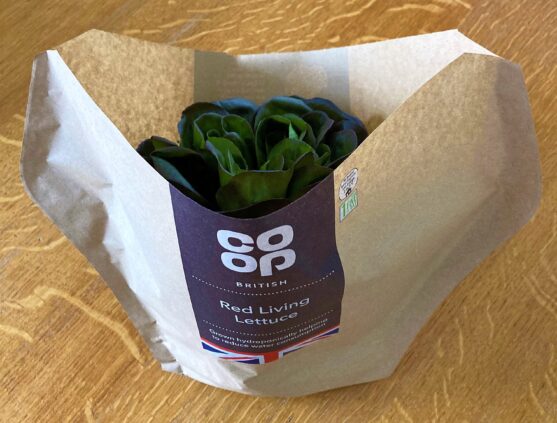 JEPCO living lettuce