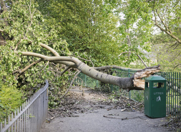 Storm Eunice fallen tree shops